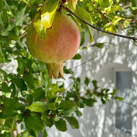 Maria Elena - * Mykonos Town